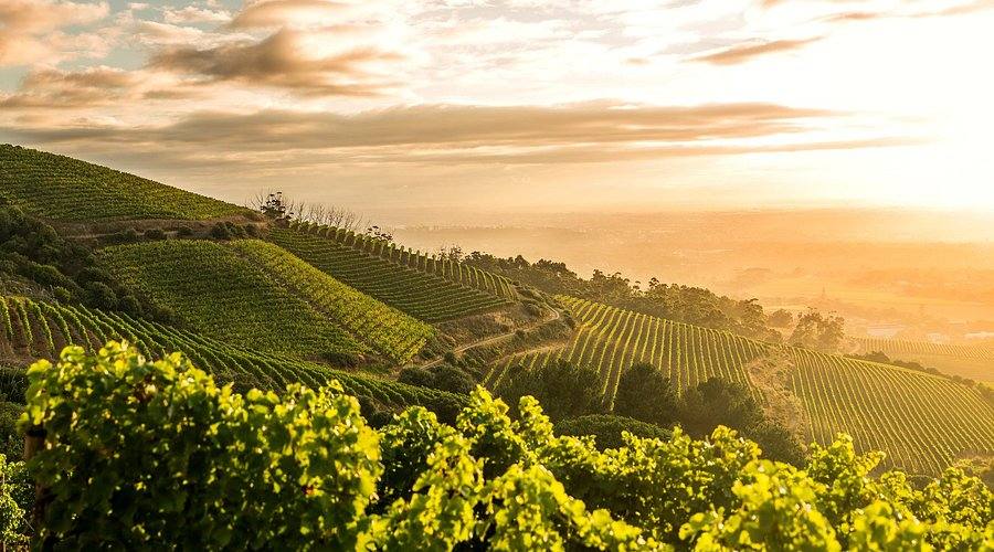 Klein Constantia vineyard at sunset