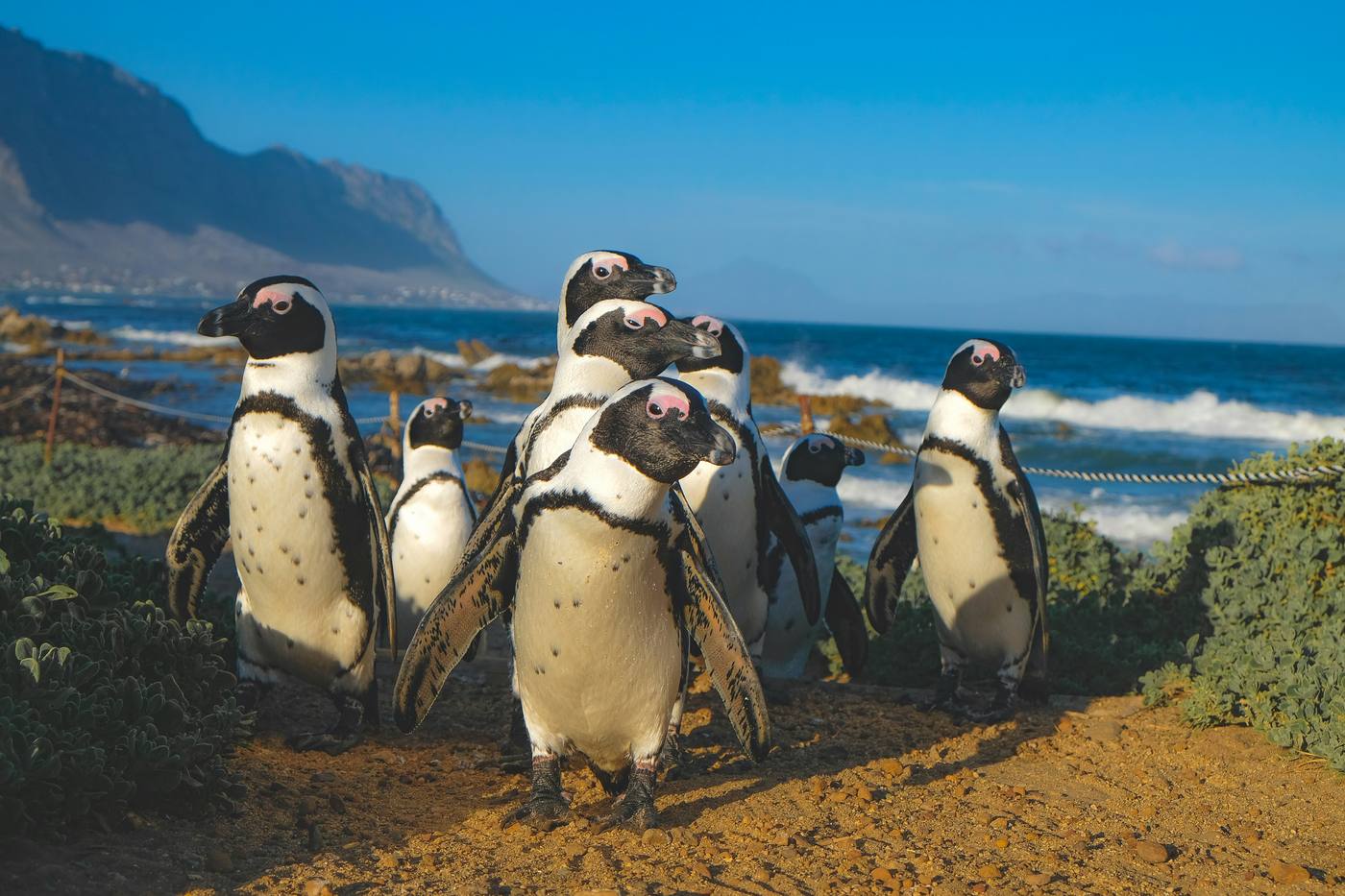 African penguins at Boulders Beach