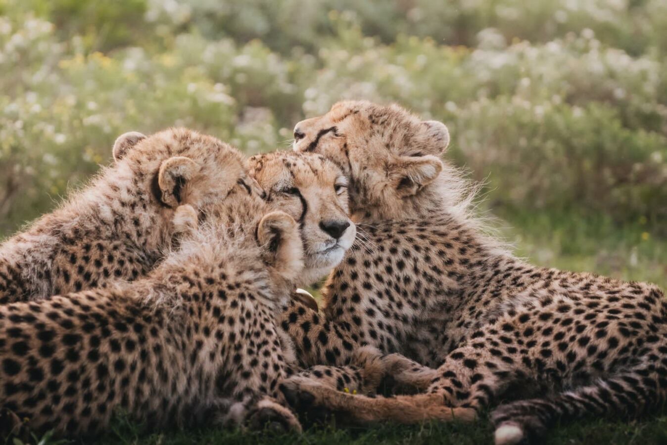 Cheetah on Foot