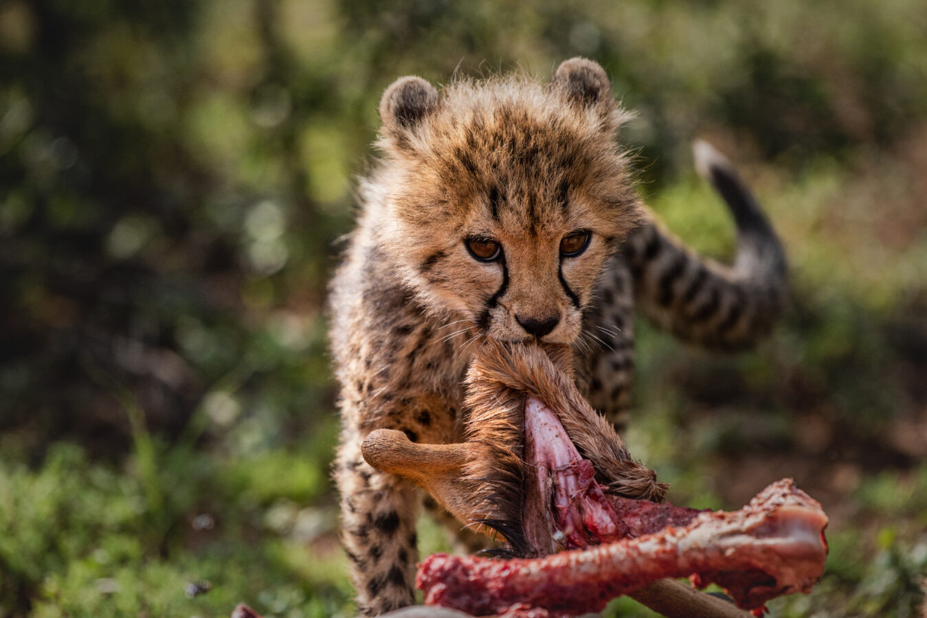 Cheetah Trekking