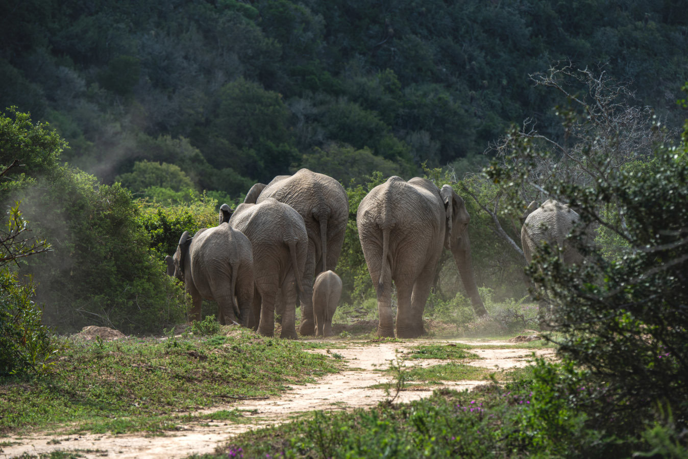 Game Drives