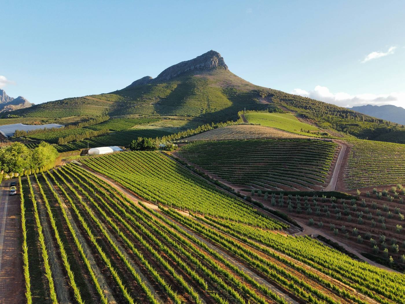 Cape Winelands vineyard beneath the mountains